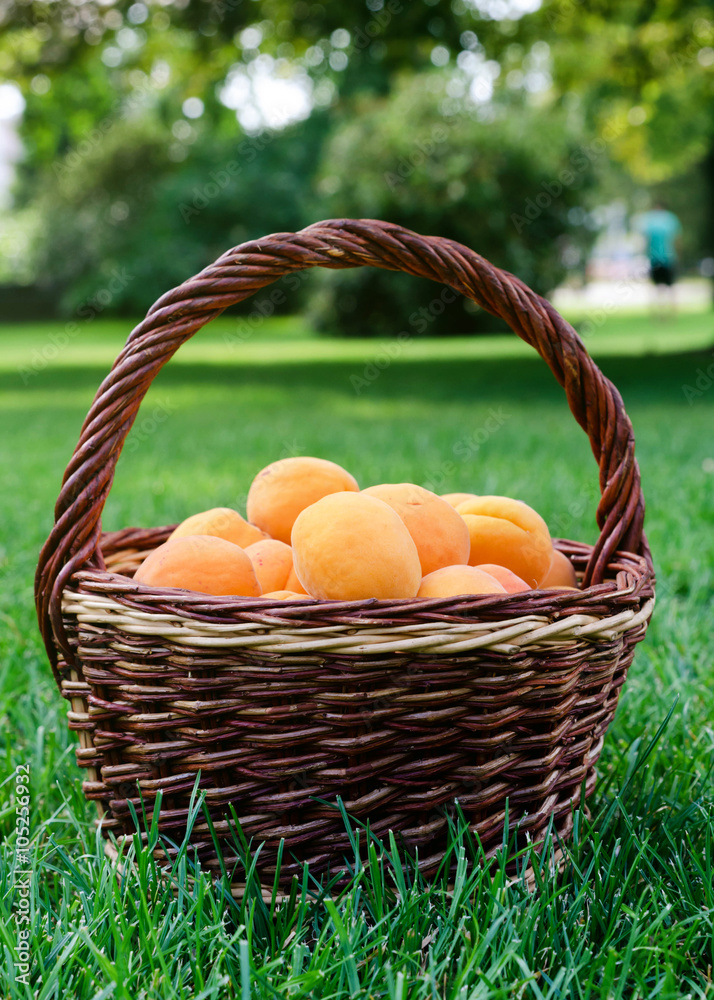 Apricots in basket Apricots in basket
