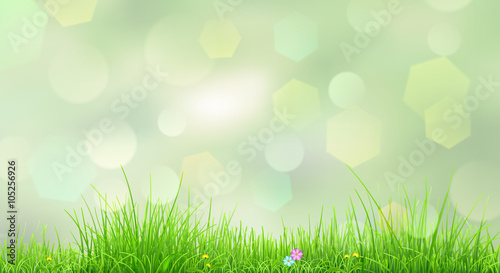 Spring background with green grass