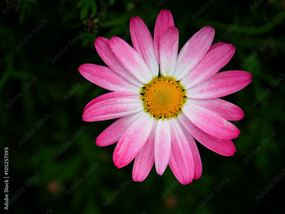 Obraz premium マーガレット