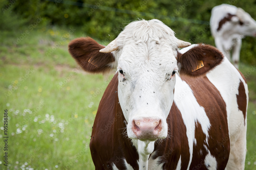 Vache blanche et marron