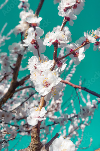 cherry blossom. beautiful spring buds.