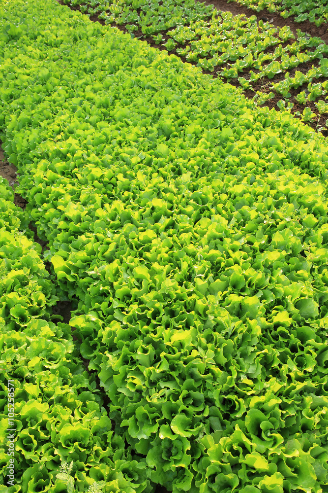 variety vegetable plants in growth at vegetable garden