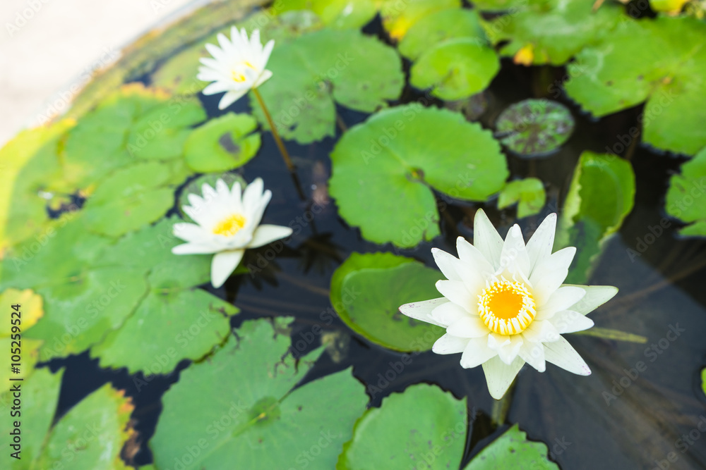 white lotus flower