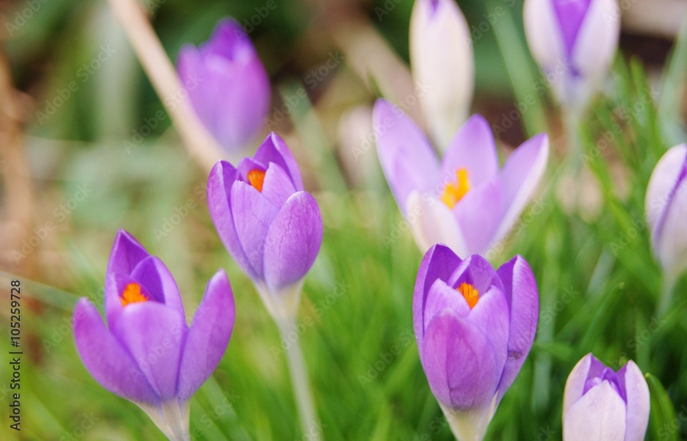 A close-up image of colourful Spring Crocus flowers.
