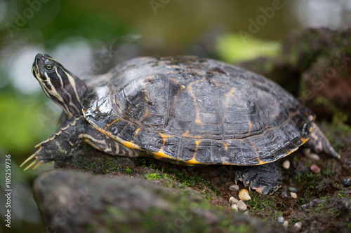 Wasserschildkröte mit grünem Hintergrund