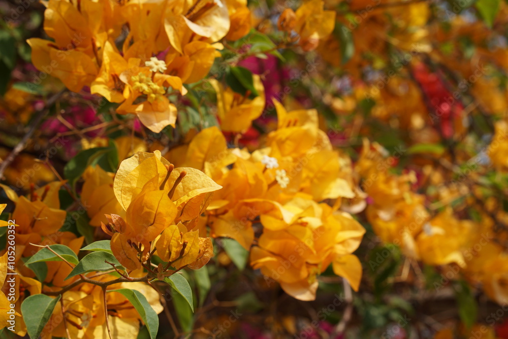 Yellow Bougainvillea Flower in nature bright evening sun light make photo with warm yellow tone Yellow Bougainvillea Flower in nature bright evening sun light make photo with warm yellow tone