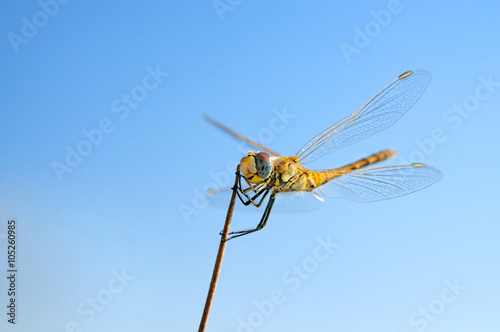 Summer dragonfly on stick and blue sky background macro close-up