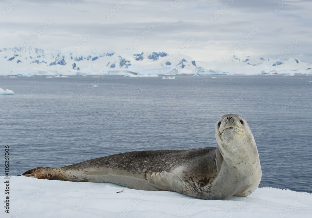 Obraz premium Leopard seal resting on ice floe, looking at the photographer, with snowy mountain range in the background, cloudy day, Antarctic peninsula
