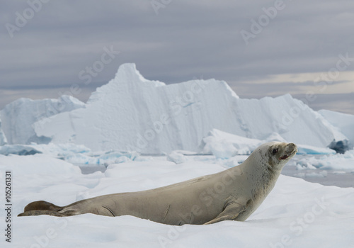 Crab eater seal resting on ice floe, looking at the photographer, cloudy day, icebergs in background, Antarctic Peninsula