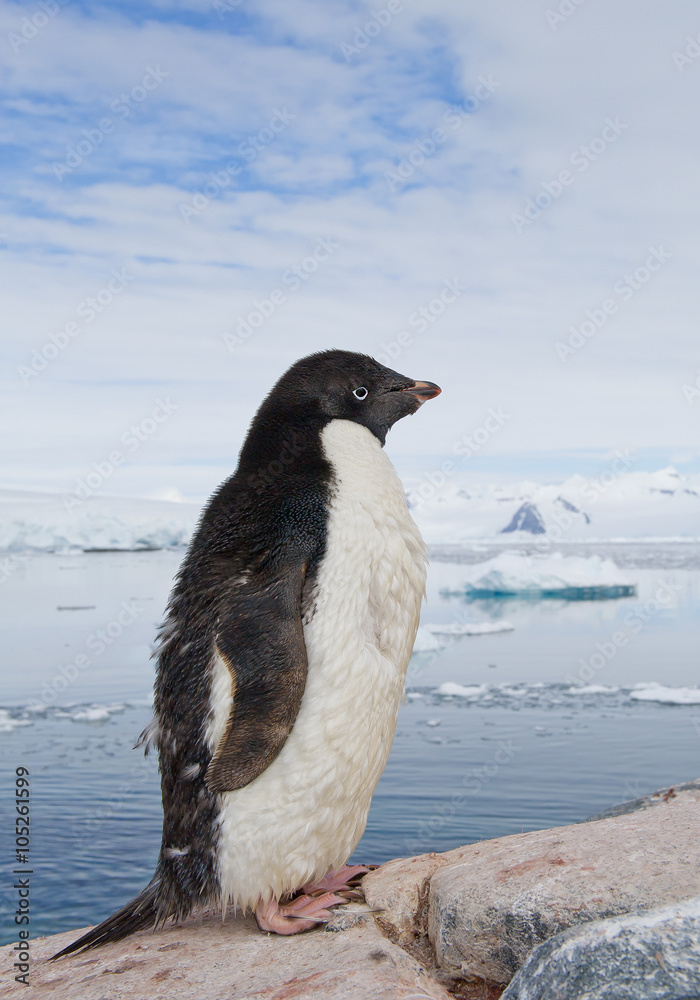 Obraz premium Adelie penguin standing on the rock, icebergs and mountains in the background, Antarctic Peninsula
