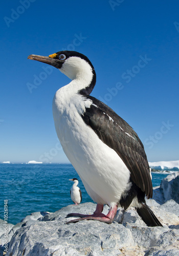 Adult imperial shag standing on the stone, icebergs in background, sunny day, blue sky, Antarctic Peninsula