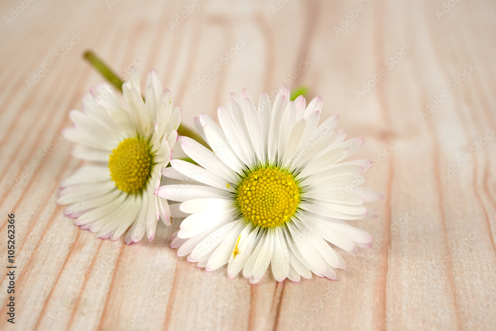 Fototapeta premium Gänseblümchen
