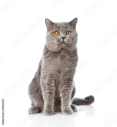 Big scottish cat sitting in front. isolated on white background