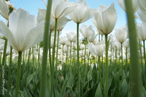 Fototapeta Naklejka Na Ścianę i Meble -  White tulips field with stems 