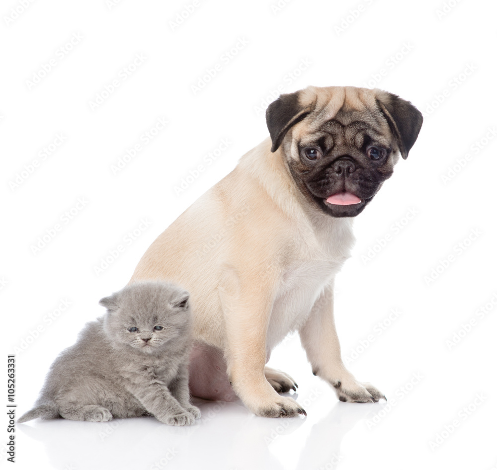 Pug puppy sitting with newborn kitten. isolated on white backgro