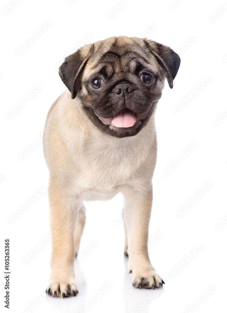 pug puppy standing in front. isolated on white background