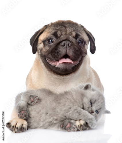 playful kitten lying with pug puppy. isolated on white backgroun