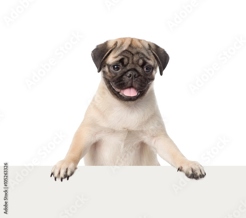 Pug puppy peeking from behind empty board. isolated on white bac