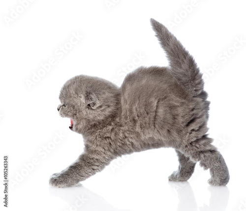 Fototapeta Naklejka Na Ścianę i Meble -  frightened baby kitten in profile. isolated on white background