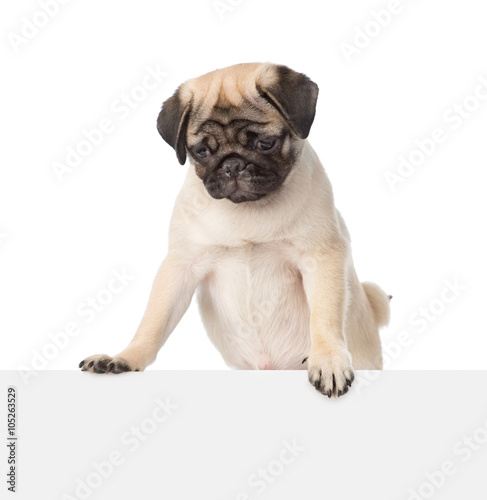 Pug puppy peeking from behind empty board and looking down. isol
