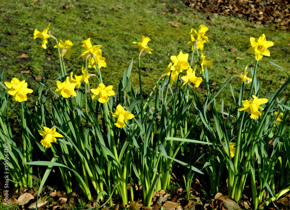 Obraz premium Daffodils Latin name Narcissus February Gold
