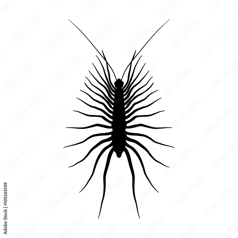 Insect silhouette.Scutigera coleoptrata. millipede. Sketch of millipede. millipede isolated on white background. hand-drawn millipede. Vector