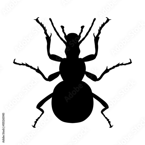 Insect silhouette. Sticker ground beetle bug. Carabidae coleoptera. Vector © evgdemidova