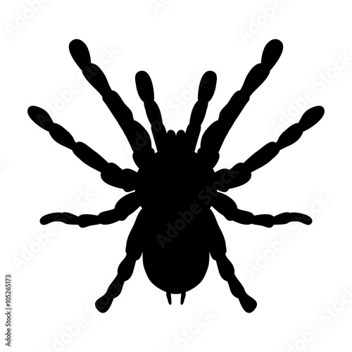 insect in magnifier. Brachypelma smithi, spider female. Sketch of spider. Tarantula Design for coloring book. Vector