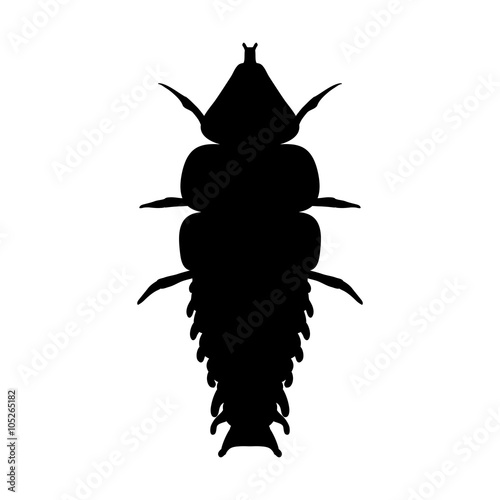 Insect in magnifier. Trilobite beetle Duliticola Platerodrilus. Sketch of Trilobite beetle. Trilobite beetle Design for coloring book. Vector  photo