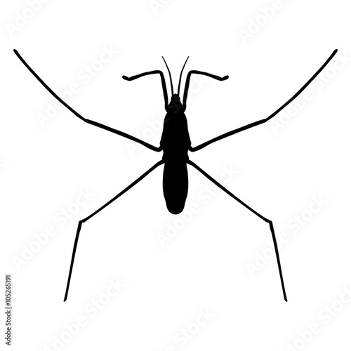 insect in magnifier.water strider. Gerridae. GERRIS LACUSTRIS Sketch of water stride. hand-drawnwater strider. Vector