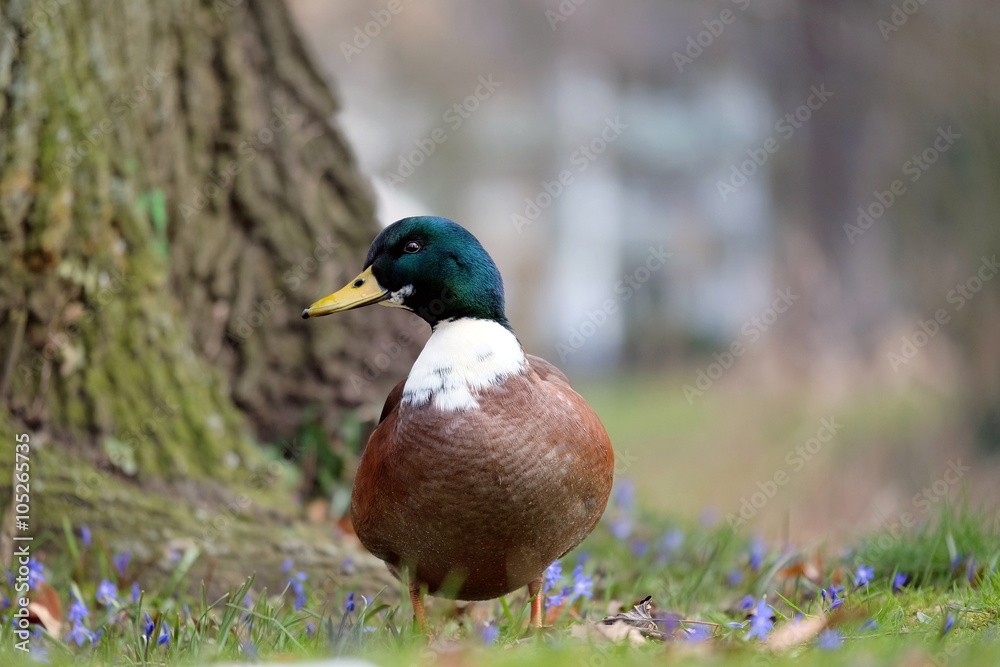 Fototapeta premium Erpel im Park