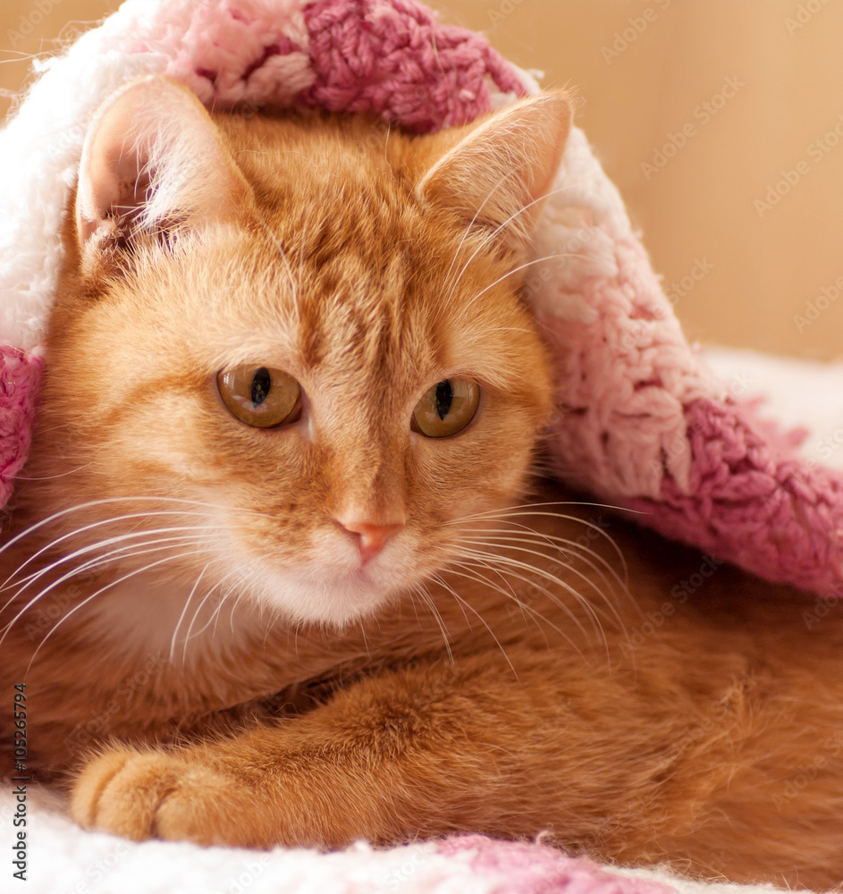 .red cat peeking out from under the blankets