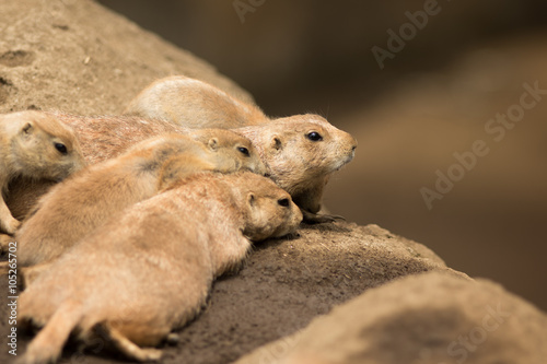Prairie dog