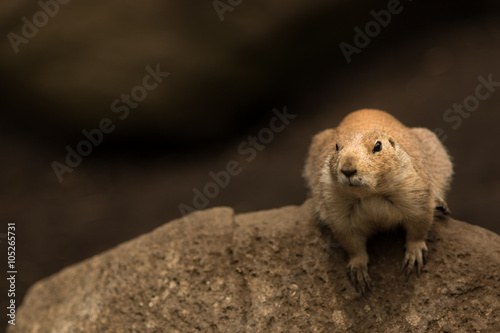 Prairie dog
