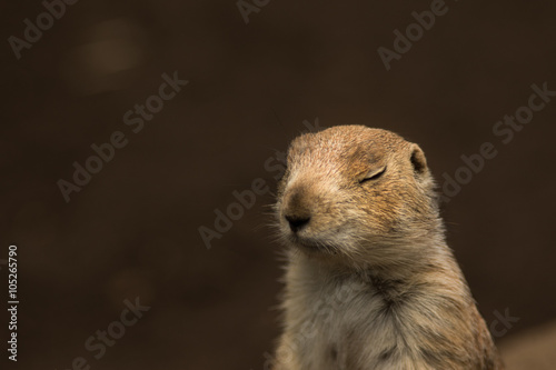 Prairie dog