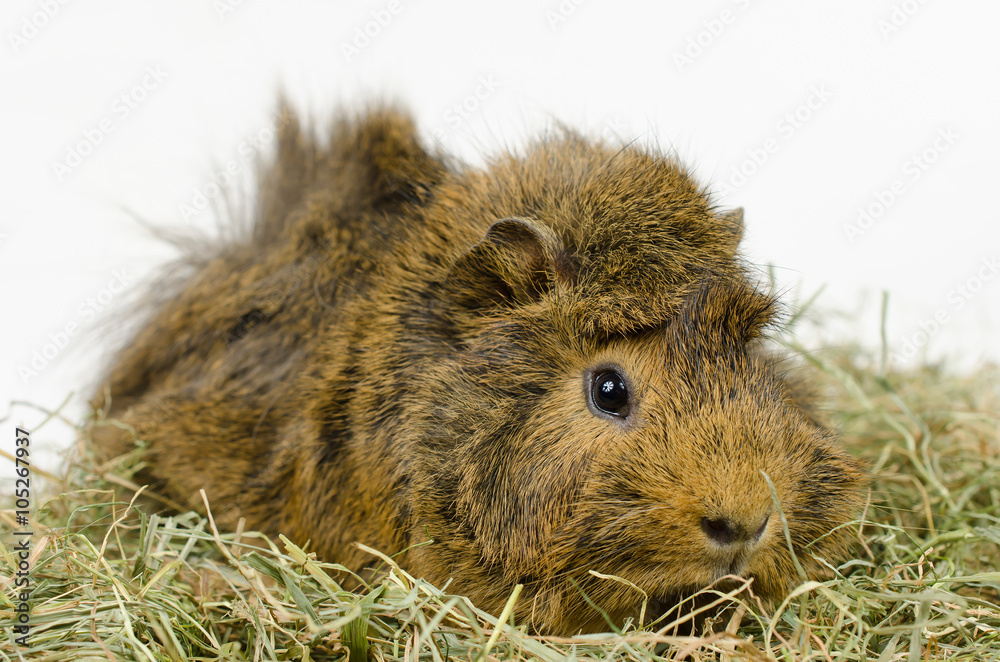 kleines Meerschweinchen im Heu (nach rechts) kleines Meerschweinchen im Heu (nach rechts)