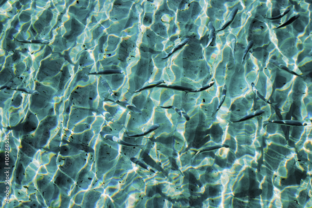 Obraz premium Beautiful clear water reflecting in the sun and fishes