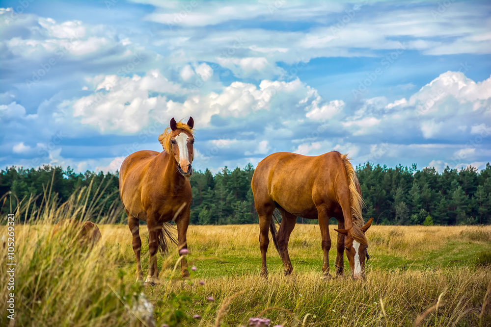 Two horses on the meadow