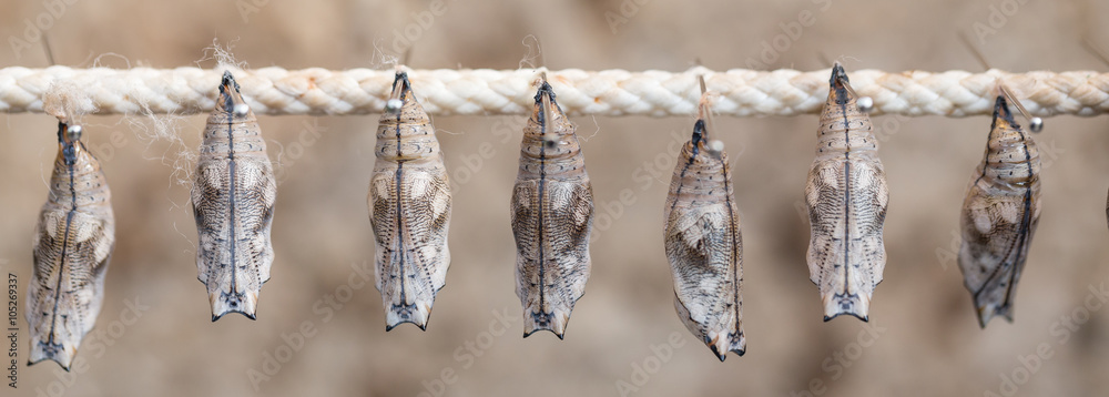 Fototapeta premium butterfly cocoons on a stick
