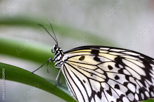 white butterfly on plants © Tobias Arhelger