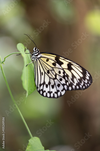 white butterfly on plants