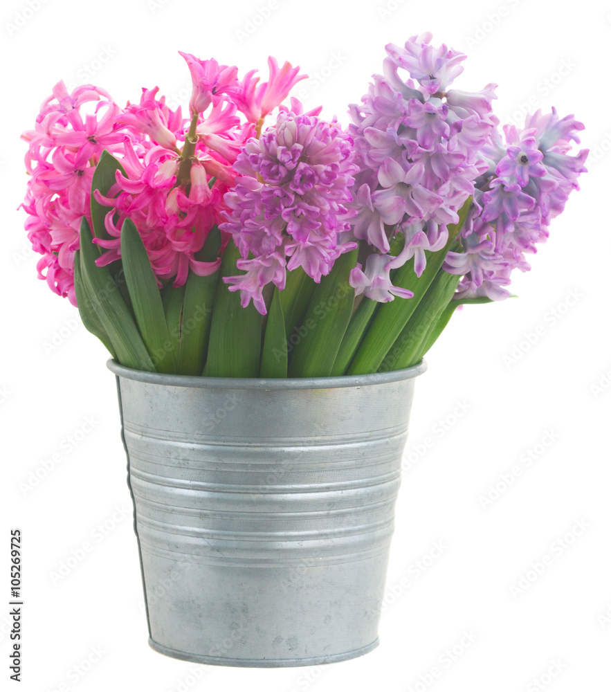 Obraz premium Pink and violet hyacinths