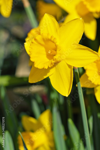 Dutch Master Daffodil flower