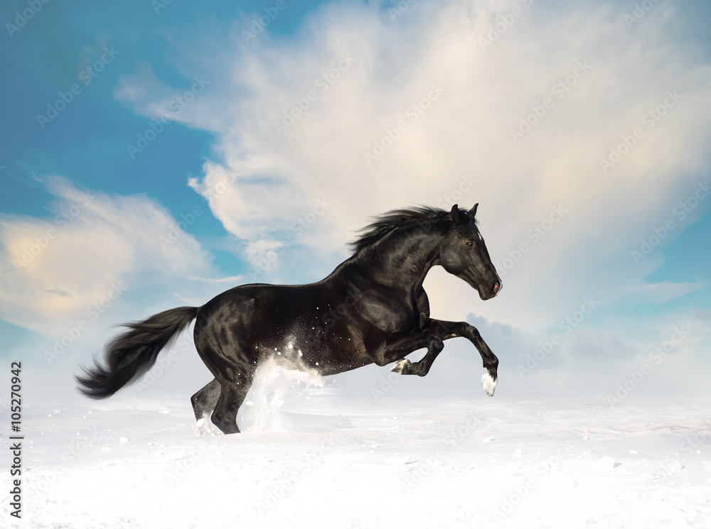 Black horse run in the snow Black horse run in the snow