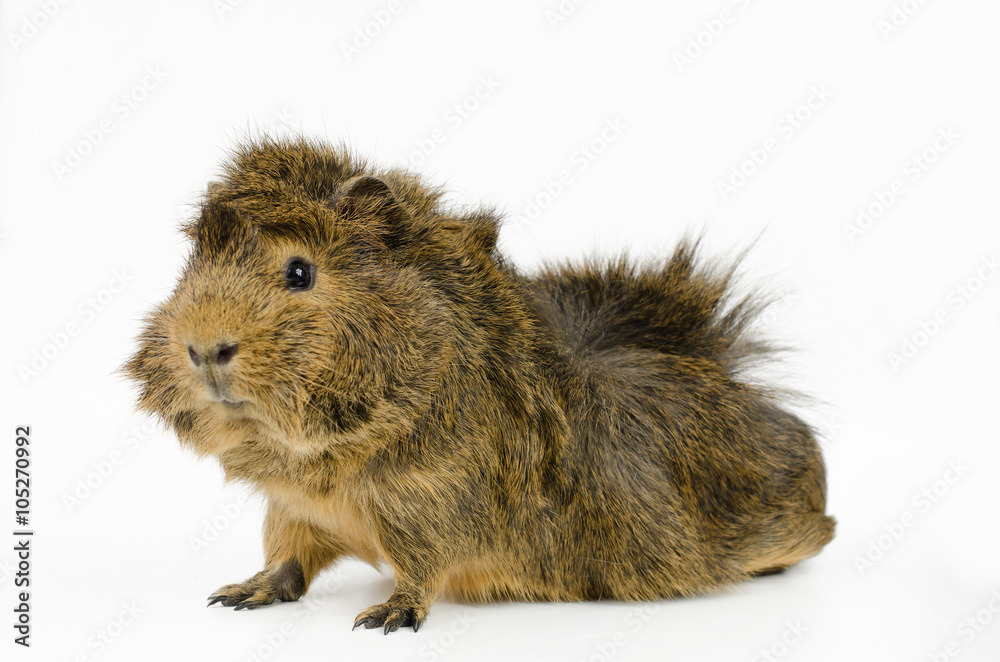 Portrait: Jungmeerschweinchen (aguti mit Rosetten) Portrait: Jungmeerschweinchen (aguti mit Rosetten)
