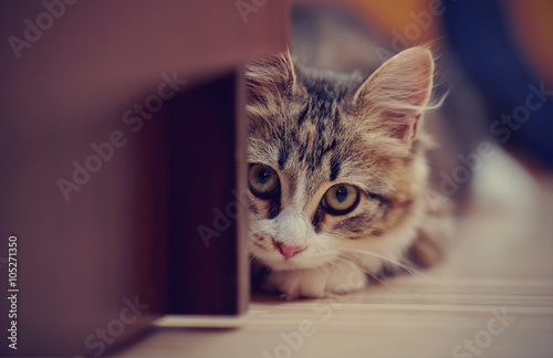 фотографія Portrait of the kitten of a multi-colored color who hid in an ambush