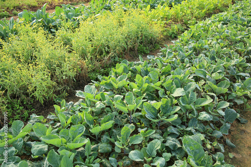 variety vegetable plants in growth at vegetable garden photo