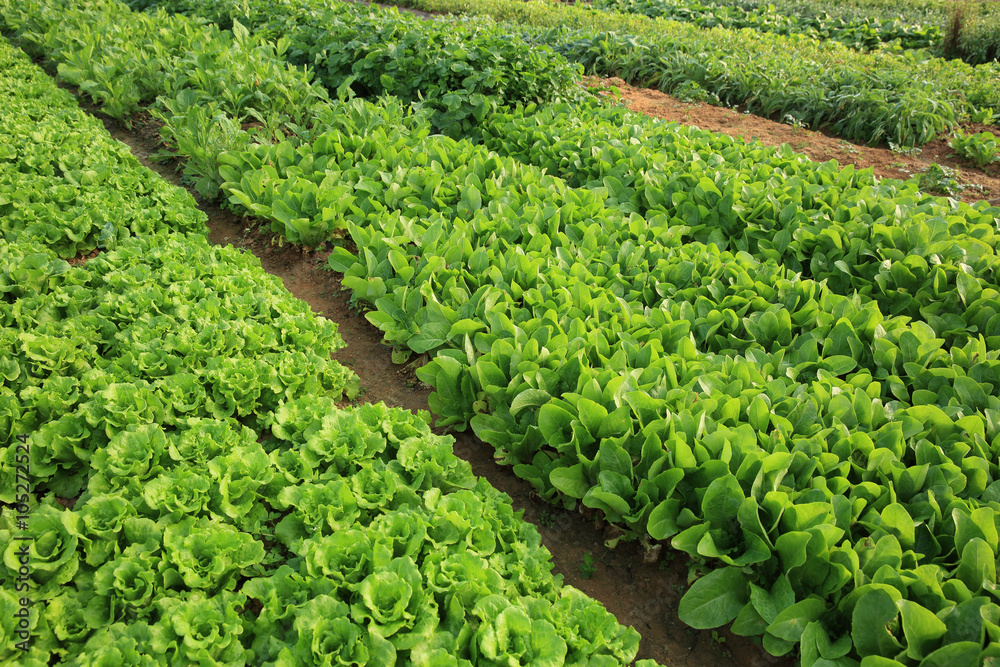 variety vegetable plants in growth at vegetable garden variety vegetable plants in growth at vegetable garden