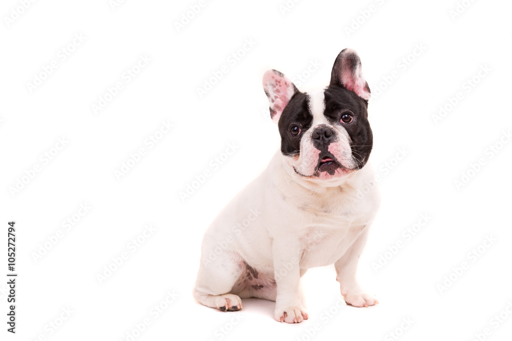 French Bulldog puppy French Bulldog puppy