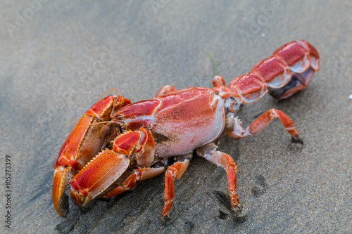 Live lobster closeup